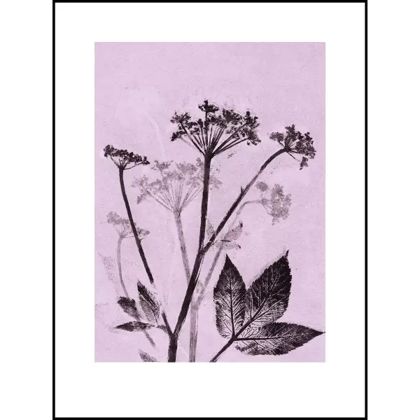 Pernille Folcarelli - Groundelder violet 30x40