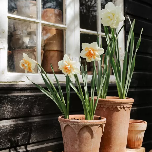 Bergs Potter - Københavnerpotten Rosa Raw Tall Ø:10